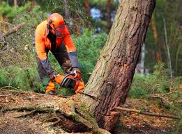 Professional Tree Care  in Sartell, MN